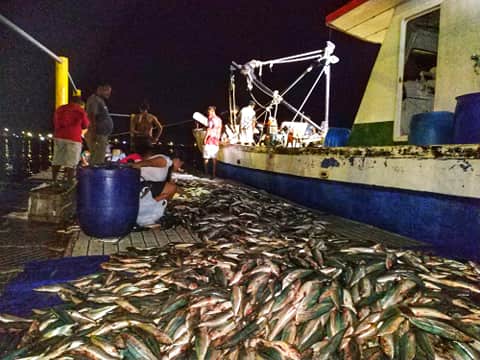 Penyebab 6 Ton Ikan di Sangihe Mati Harga