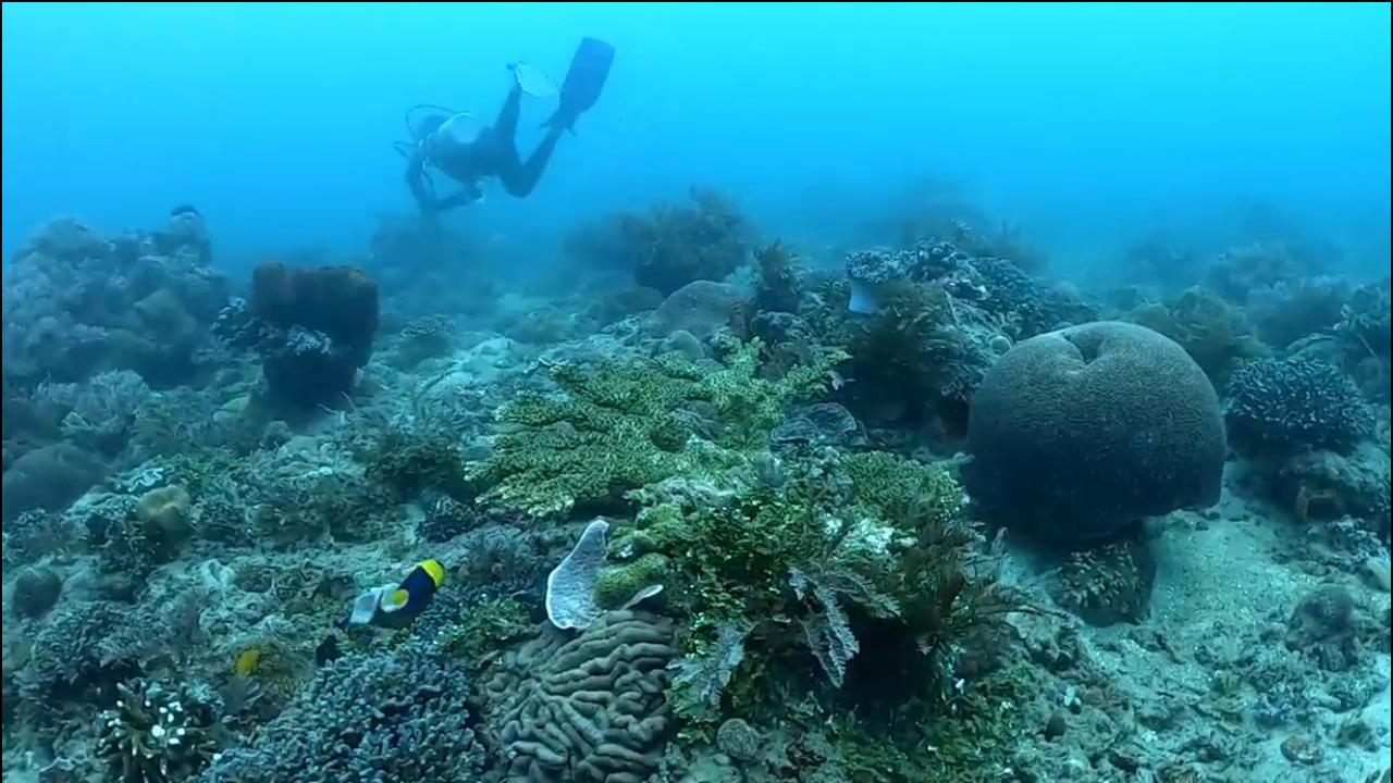 Menikmati Keindahan Bawah Laut Pantai Parentek Minahasa