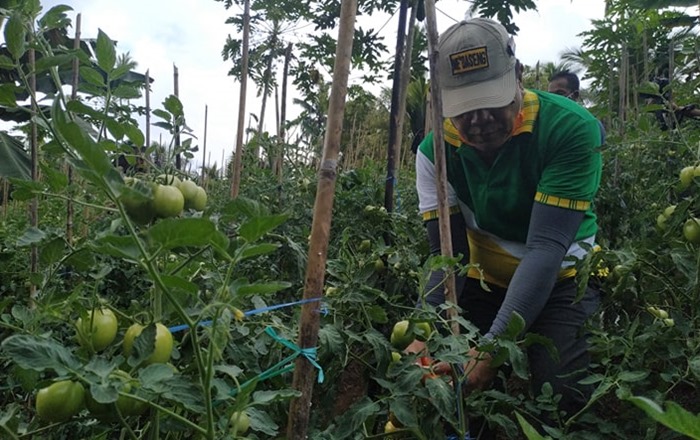 Bupati Kepulauan Sangihe, Jabes Ezar Gaghana saat memanen Tomat di Kampung Rendingan Kecamatan Tabukan Tengah.