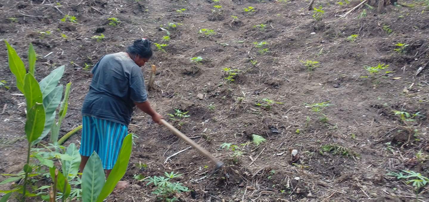 Ayo Berkebun, Tinungki: Jangan Berharap Bantuan Pemerintah