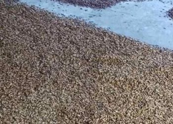 Akibat Musim Hujan Hasil Panen Cengkeh (Mulai) Rusak