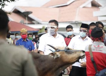 Maurits Dampingi Olly Sumbang 36 Ekor Hewan Kurban di Bitung