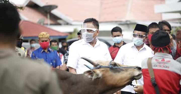 Maurits Dampingi Olly Sumbang 36 Ekor Hewan Kurban di Bitung