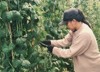 Irene Manaroinsong, aktifitas berkebun sejak pagi hari di Kelelondey.