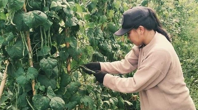 Irene Manaroinsong, aktifitas berkebun sejak pagi hari di Kelelondey.
