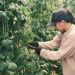 Irene Manaroinsong, aktifitas berkebun sejak pagi hari di Kelelondey.