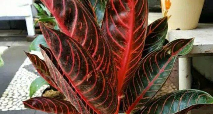 Tanaman Hias Aglonema Landa Manado, Beracun atau Tidak? Ini Penjelasannya