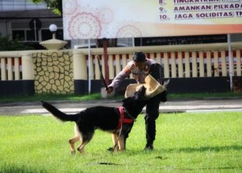 Salah satu personel Unit K-9 saat melatih kesiapan Anjing Pelacak. (foto: istimewa)