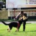 Salah satu personel Unit K-9 saat melatih kesiapan Anjing Pelacak. (foto: istimewa)