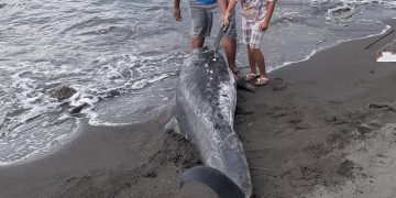 Nelayan Temukan Paus Mati Terdampar di Pantai Kalasey
