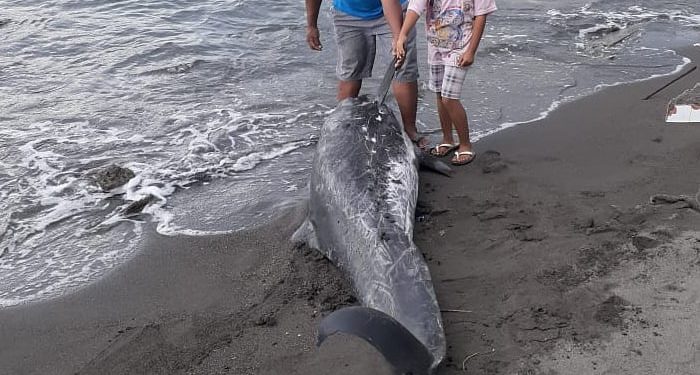Nelayan Temukan Paus Mati Terdampar di Pantai Kalasey