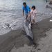 Nelayan Temukan Paus Mati Terdampar di Pantai Kalasey