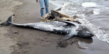 Paus Pilot Ditemukan Mati di Pantai Kalasey Ditenggarai Makan Plastik