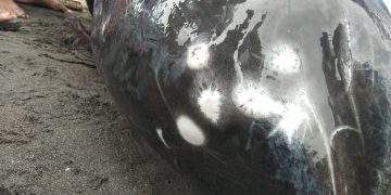 BPSPL: Paus Mati Terdampar di Pantai Kalasey Jenis Paus Pembunuh Kerdil