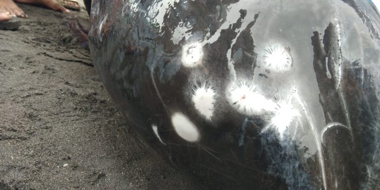 BPSPL: Paus Mati Terdampar di Pantai Kalasey Jenis Paus Pembunuh Kerdil