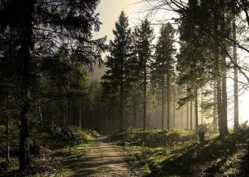 Sajak-sajak Kontemplasi (8): Di Bawah Barisan Roystonea dan Cemara