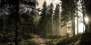 Sajak-sajak Kontemplasi (8): Di Bawah Barisan Roystonea dan Cemara