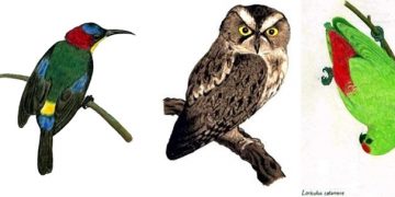 Burung Madu, Celepuk dan Serindit yang hidup di Kepulauan Sangihe. (Ilustrasi: Sahrul Amama)