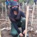 Ketua MPA Hyawata Polimdo, Arselia Milady Sondakh saat menanam Mangrove (Foto Meikel Barta1.com)