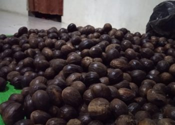 Harga Komoditi Pala Dongkrak Pendapatan Petani di Tengah Pandemi