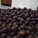 Harga Komoditi Pala Dongkrak Pendapatan Petani di Tengah Pandemi