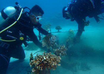 Kolaborasi Yapeka, Mudung Family dan Warga Tarabitan Monitoring Karang