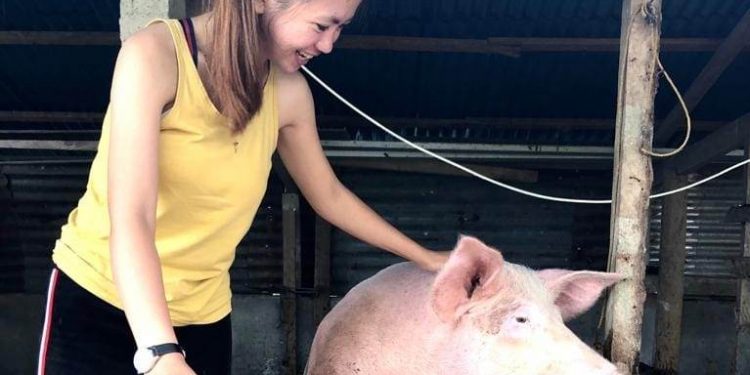 Karyawati Bank di Manado Ini Jalani Usaha Ternak Babi