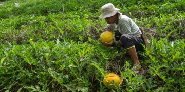 Aktivitas Petani di Desa Lowian, Kecataman Maesaan, Minsel, Sulut (Foto: Vigel Langi)
