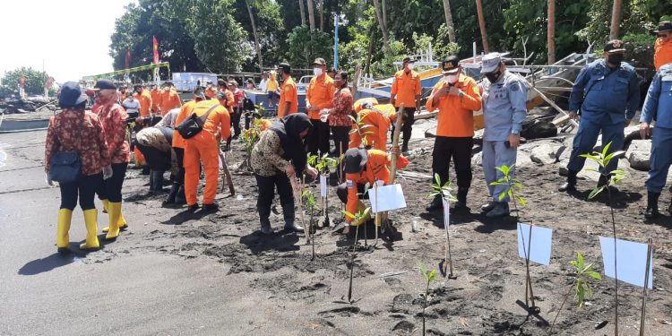 200 Pohon Mangrove Ditanam di Pantai Likupang