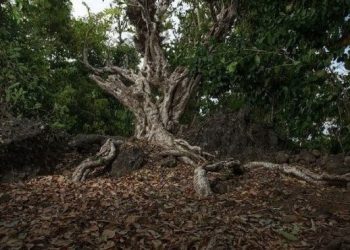 Pohon Kalisusu di Pulau Para (Foto: Stenly Pontolawokang)