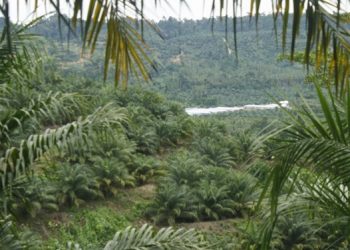 Perkebunan sawit di Halmahera Selatan Provinsi Maluku Utara. (foto: Budhi Nurgianto)