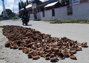 Kopra yang terjemur di jalan
