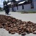 Kopra yang terjemur di jalan