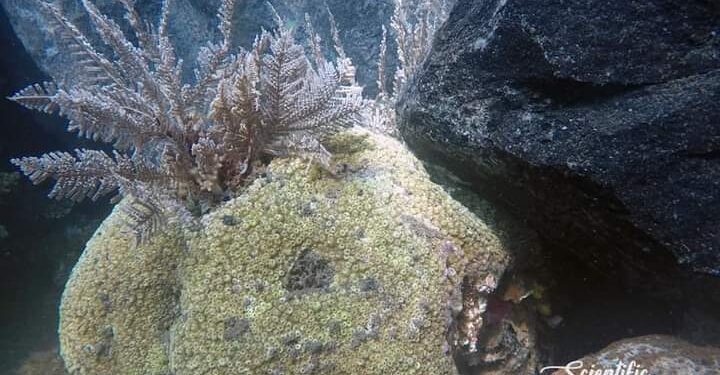 Reklamasi Pantai Minanga Manado Ancam Kehidupan Hewan Purba