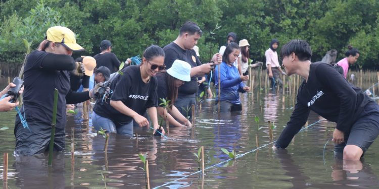 Seasoldier Tanami 500 Bibit Mangrove di Bunaken