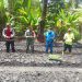 Proses penanaman benih dalam program Gerakan Talaud Menanam (Gentana).