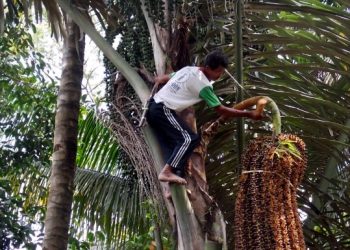 Bagaimana Nasib Ribuan Petani Cap Tikus di Sulut?