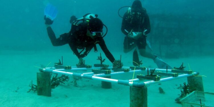 MPA Tarsius Lakukan Transplantasi Karang