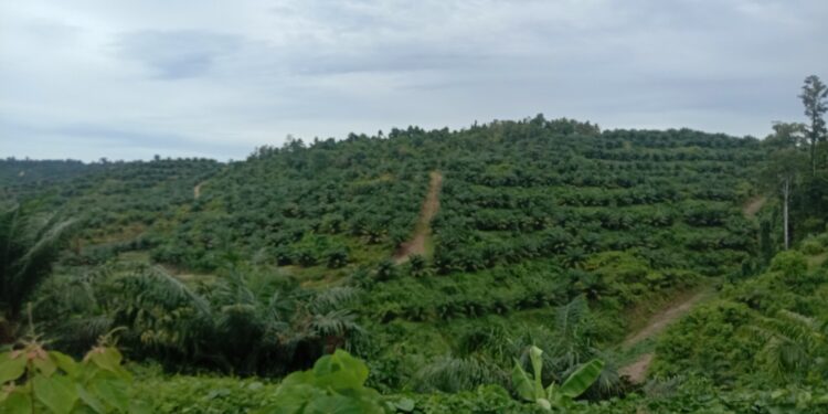 Hilang Rimba Demi Sawit