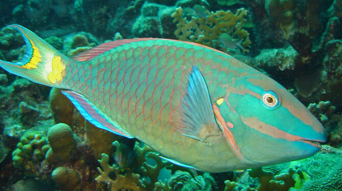 Potret Ikan Kakatua (Foto Istimewa).