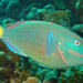 Potret Ikan Kakatua (Foto Istimewa).