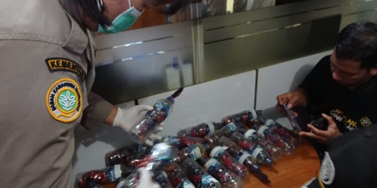 Foto: 23 Nuri Talaud Diamankan di Balai Karantina Pertanian Manado. (Dok. Rendy/Barta1)