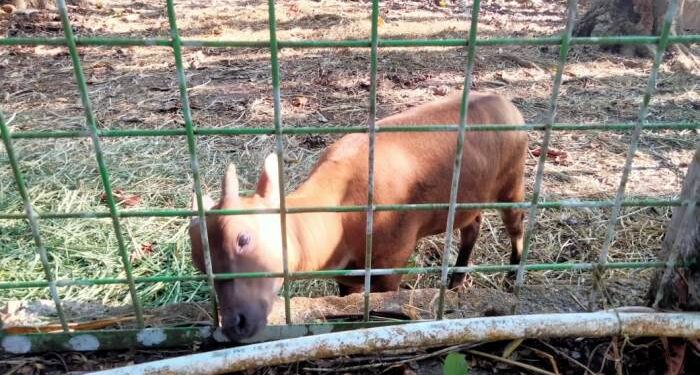 Pelestarian dan Ancaman Keberadaan Anoa di Sulut