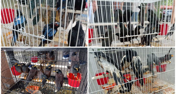 Foto: Jenis-jenis burung yang akan diseludupkan ke Filipina. (Dok. Rendy/Barta1)