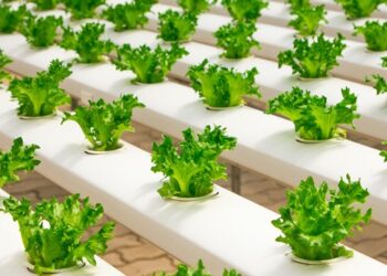 Ilustrasi urban farming. (foto: pexels)