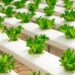 Ilustrasi urban farming. (foto: pexels)