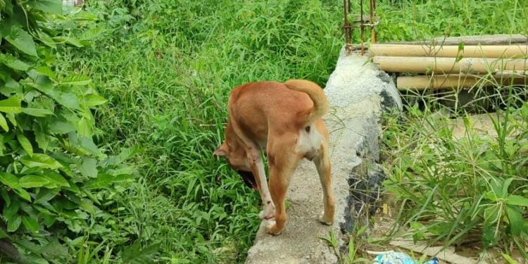 Negara Ini Sahkan RUU Larangan Konsumsi Anjing, Indonesia Kapan?