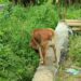 Negara Ini Sahkan RUU Larangan Konsumsi Anjing, Indonesia Kapan?