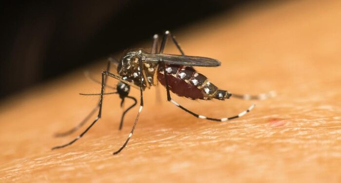 Foto: Nyamuk penyebab DBD. (Dok. Getty images/stockphoto/pongmoji)