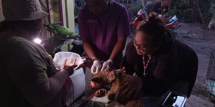 Salah satu hewan yang sedang diobati karena luka  bakar akibat erupsi Gunungapi Ruang. (Dok. Rendy/barta1) 